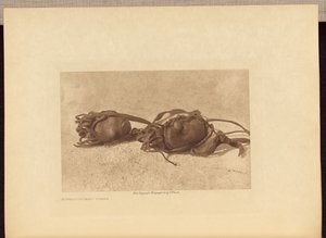 Pedras de búfalo - Piegan de Edward S. Curtis