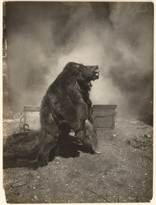 Deixem o astuto urso-negro fazer a sua dança de Edward S. Curtis