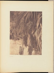 Frutos de palma de Edward S. Curtis
