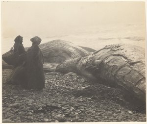 [Baleia Parcialmente Abatida - Makah] [A Baleia Capturada] de Edward S. Curtis