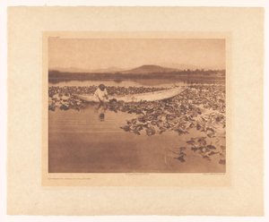 Apanha de wokas - Klamath de Edward Sheriff Curtis