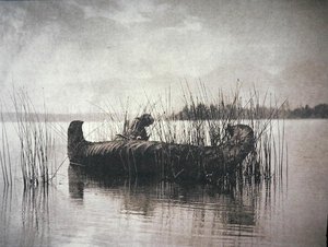 The Rush Gatherer, Montana (foto a p/b) de Edward Sheriff Curtis