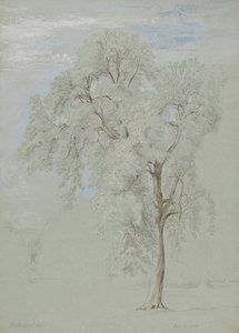 Árvore de cinzas de Edward Swinburne
