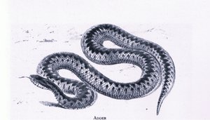 Adder, Nature in Britain publicado pela Collins de Edward William (after) Cooke