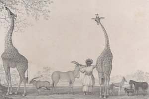 As majestosas e graciosas girafas, ou cameleopards, com alguns animais raros da gazela..., 1838.