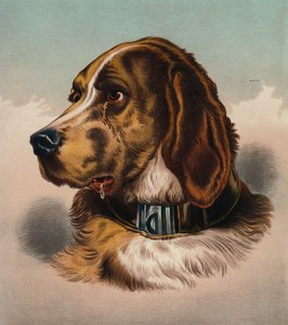 O cão de caça () (litografia a cores) de Edwin (after) Landseer
