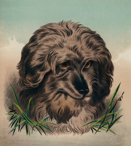 O Skye Terrier (litografia a cores) de Edwin (after) Landseer