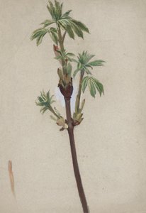 Estudo das plantas de Edwin Austin Abbey