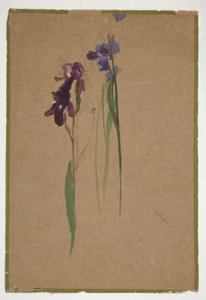 Estudo de íris de Edwin Austin Abbey