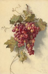 Uvas contra parede branca de Edwin Deakin
