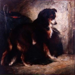 O Collie do Pastor de Edwin Douglas