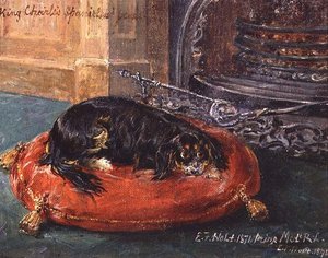 O Rei Charles Spaniel em Descanso