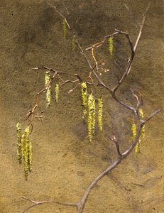 Catkins (aguarela)