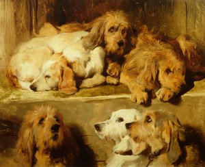 Cães em um canil