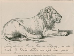 Senegal Lion from Exeter Change de Edwin Landseer