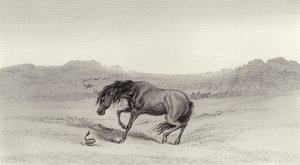 Assustado! de Edwin Landseer