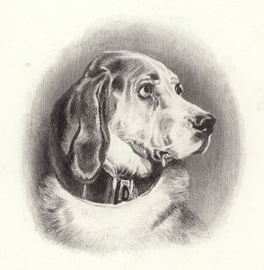O bloodhound de Edwin Landseer
