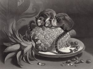 Os marmozettes de Edwin Landseer