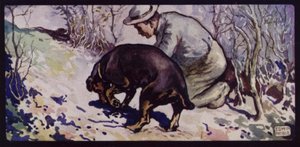 Um Cão de Caça à Trufa Inglês (cor litho)