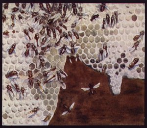 Bees at Work on the Honeycomb (cor litho)