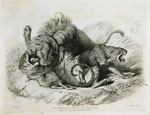 Contendendo grupo após a natureza, placa 6 de vinte gravuras de leões, tigres, panteras & leopardos ... gravada por Thomas Landseer (1795-1880) 1823