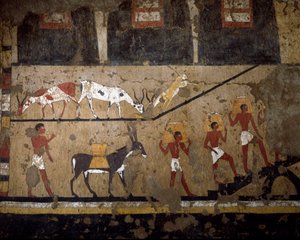 Antiguidade egípcia: o transporte de trigo no dorso da tainha e no dorso dos escravos. Fresco da tumba da rainha Neferou III. 12ª dinastia. 2200-2000 AC. De El Ghebelen. Turim, museu egípcio.