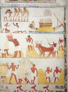 Barco, e cenas de colheita, recolha, transporte e processamento de cereais, fresco, ala sul, câmara transversal, Theban Tomb TT69, Sheikh Abd el-Qurna, Thebes (Lista do Património Mundial da Unesco de Egyptian 18th Dynasty
