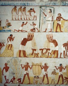 Colheita, debulha e neve de grãos, detalhe de afrescos no vestíbulo do Túmulo de Menna, Sheikh Abd el Qurnah Necropolis, Luxor, Tebas (Lista do Patrimônio Mundial da Unesco de Egyptian 18th Dynasty