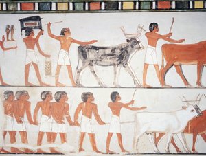 Pastores e gado, fresco, parede sul, câmara longitudinal, Túmulo Tebano TT69, Sheikh Abd el-Qurna, Tebas (Lista do Património Mundial da Unesco de Egyptian 18th Dynasty