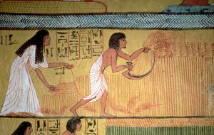 Detalhe de uma cena de colheita na parede leste, a partir do túmulo de Sennedjem, os trabalhadores "Village, New Kingdom de Egyptian 19th Dynasty