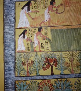 Detalhe de uma cena da colheita na parede do leste, do túmulo de Sennedjem, a vila dos trabalhadores, reino novo (pintura de parede) (veja igualmente 19829-30 & 67891) de Egyptian 19th Dynasty