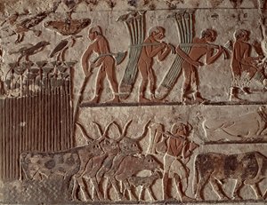 Colheita de papiro e um grupo de vacas, Old Kingdom (pintura de parede)