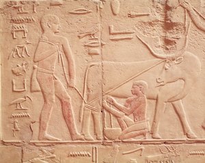 Relevo retratando um homem ordenhando uma vaca, do Mastaba de Kagemni, Reino Antigo (pedra calcária pintada)