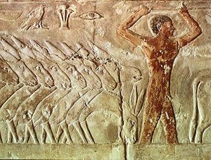 Tropa de burros, do Mastaba de Mereruka, Reino Antigo (pintura de parede)