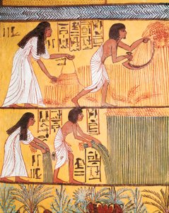 Detalhe de uma cena de colheita na Muralha Oriental, do Túmulo de Sennedjem, A Aldeia dos Trabalhadores de Egyptian Egyptian