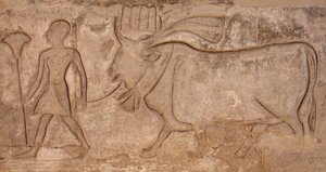 Homem a puxar uma vaca, templo de Hórus, Edfu de Egyptian Egyptian