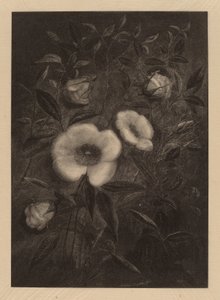 Rosas Selvagens