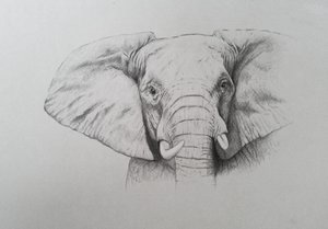 Elefante, 2011 (aguarela e lápis sobre papel) de Eleanor Grafton