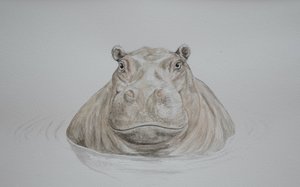 Hipopótamo, 2021 (aguarela)