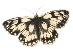 Marbled White Butterfly, 2019 (aguarela e lápis)