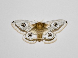 Traça, 2019 (aguarela e lápis) de Eleanor Grafton