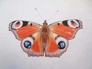 Borboleta pavão, 2012 (aguarela e lápis)