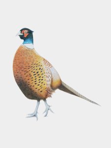 Faisão, 2012 (aguarela e lápis) de Eleanor Grafton