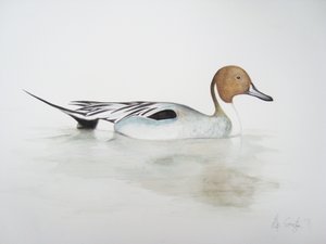 Pato-rabilongo, 2011 (aguarela e lápis) de Eleanor Grafton