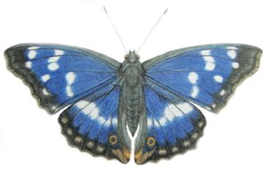 Imperador púrpura, 2012 (aguarela e lápis sobre papel) de Eleanor Grafton