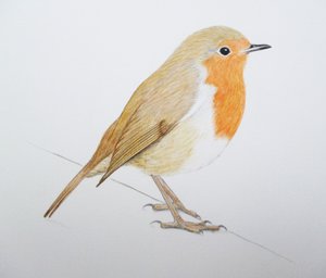 Robin, 2011 (aguarela e lápis) de Eleanor Grafton