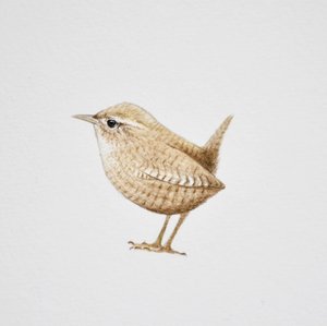 Wren, 2019 (aguarela e lápis)