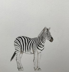 Zebra, 2018 (lápis de aguarela e tinta)