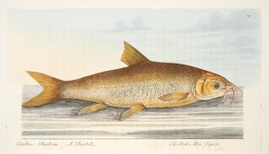 O Barbel, de um Tratado sobre peixes e peixes-lagoas, pub. 1832 (gravura colorida à mão)