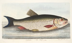 O Chub, de um Tratado sobre peixes e peixes-lagoas, pub. 1832 (gravura colorida à mão) de Eleazar Albin
